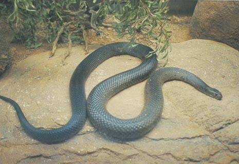 Australian Snake